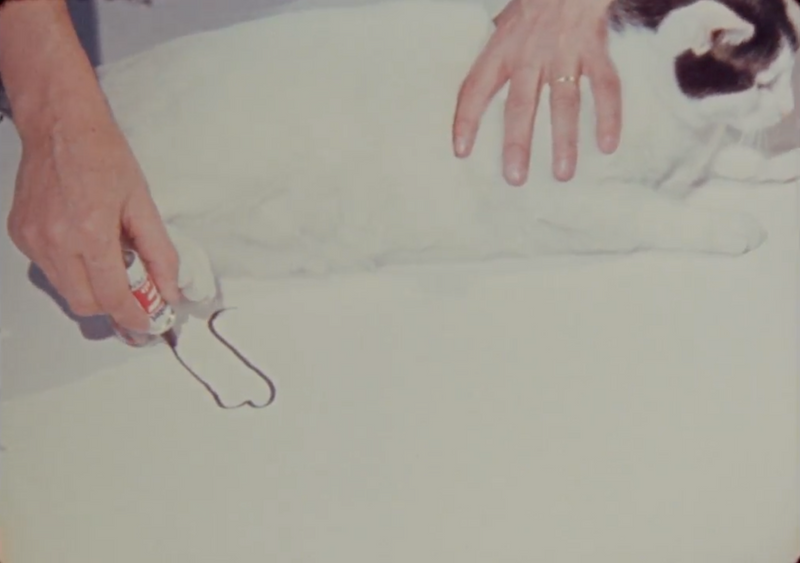 How to draw a cat
