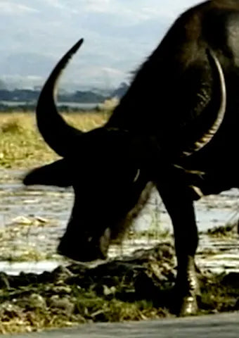 Buffalo Diaries