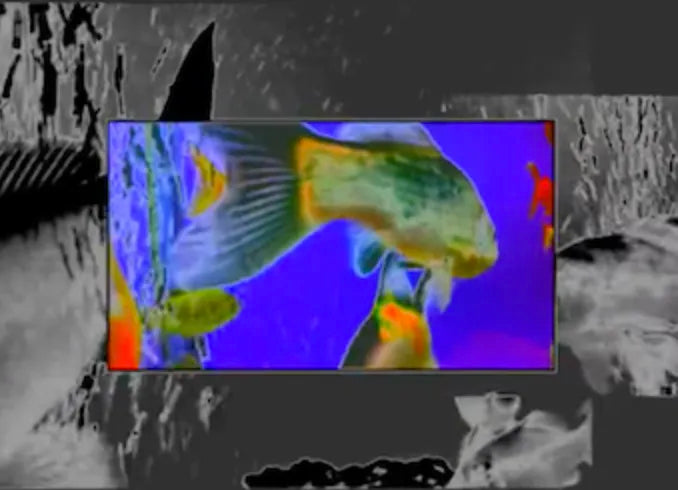 Goldfish Variations