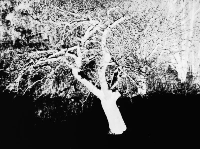 Tree of Knowledge
