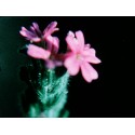 Marie Menken - Visual Variations